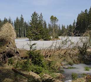 Windbruch und Insel im Moor