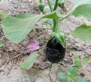 Hinterland von Naxos