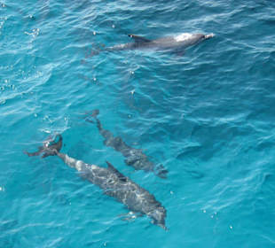 Da sind sie... Delphine!