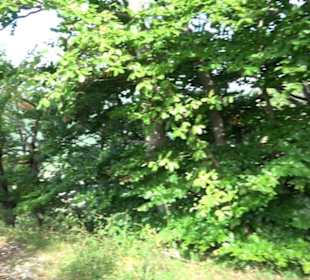 Wandertour an den Traifelbergfelsen