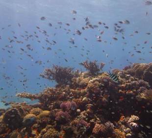 Delfinausflug mit Mo