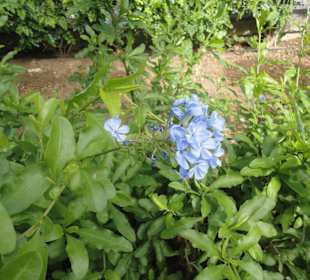 Parque Doramas, Las Palmas 02-2015