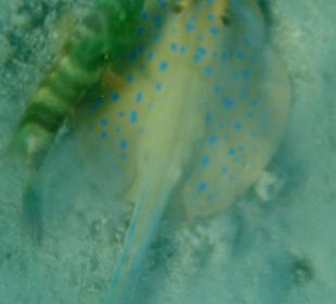 Wirklichkeit! Ständiger Begleiter.