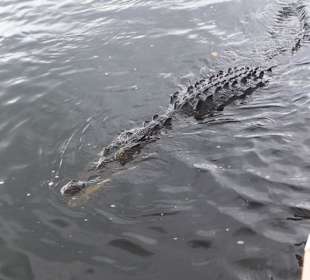 Krokodil auf der Black River Bootstour