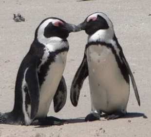 Pinguine
