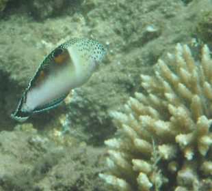 Hausriff Beach Albatros Resort