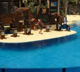 Seelöwenshow im Tierpark