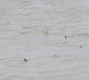 Haie in der "Haibucht"