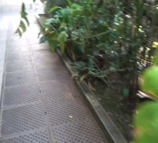 Real Jardín Botánico de Madrid