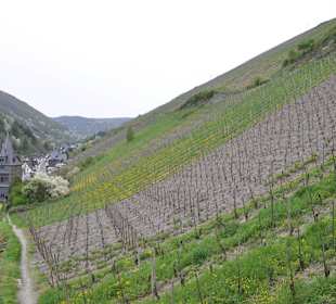 Виноградники