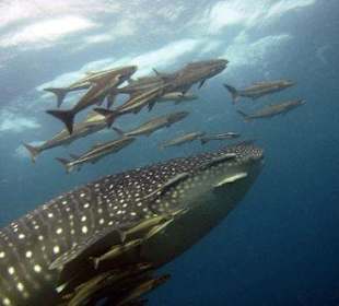 Walhai in Begleitung