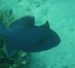 Blauer Drücker in Lagune, Mann ist der blau