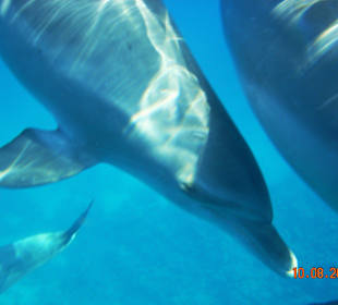 Delfintour mit SimSim-Reisen