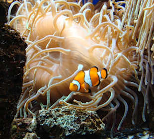 Im Aquarium (Nemo)