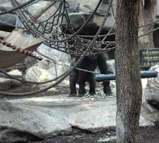 Tierpark Hellabrunn - Welt der Affen