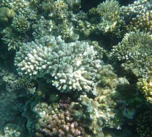 Tauchen am Hausriff Hotel Iberotel Makadi Beach