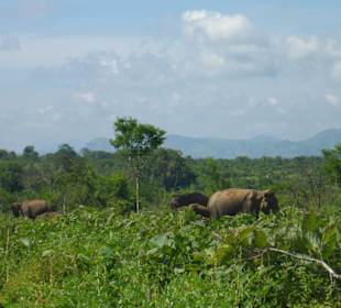 Elefantenherde auf der Udawalawe Safari