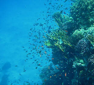 Am Außenriff