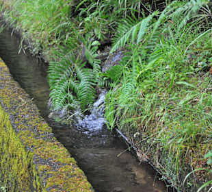 Levada