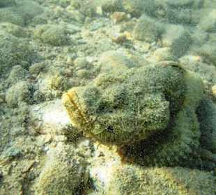 Am Strand Steinfisch!