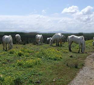 Naturpark S'Albufera