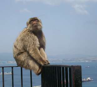 Begrüßungsaffe auf dem Felsen (Hi Kumpel!)
