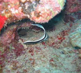 Begegnung unter Wasser Hurghada