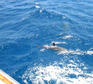 Delfin direkt an unserem schiff 