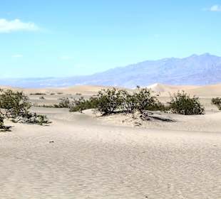 Mesquite Sand Dunes