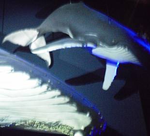 Halle Riesen der Meere