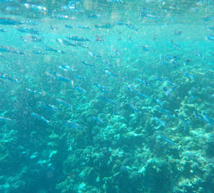 Schnorcheln Marsa Alam