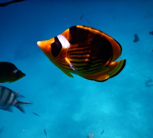 Schnorcheln Makadi Bay