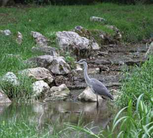 Ein Reiher beim Fischen