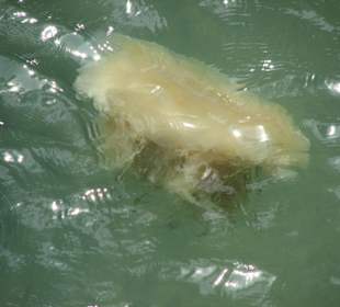 Quallen im grünen See