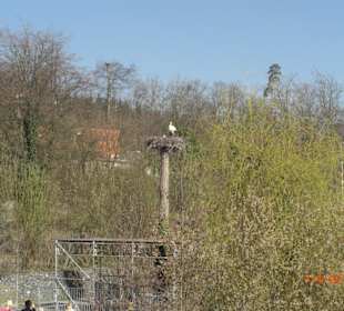 Storchennest