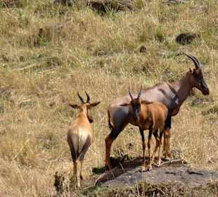 Der Topimann und seine Frauen