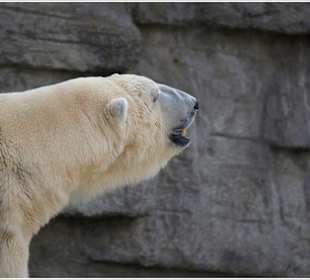 Eisbär im Tiergarten Schönbrunn in Wien