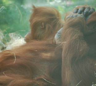 Orang Utan bei der Siesta