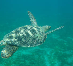 Schnorcheln Marsa Alam