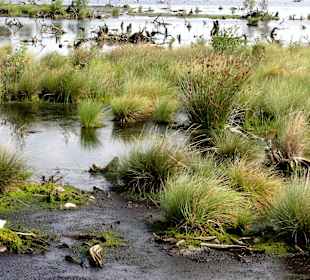 Typische Moorvegetation