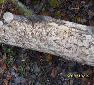 Biberzahnspuren