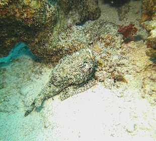 Tauchen bei der DiveConnection über Oototo gebucht