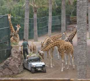 Giraffen