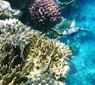 Unterwasserwelt Hotel Sharm Plaza