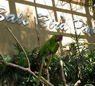 Bali Bird Park 01
