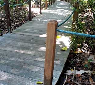 Rainforestwalk