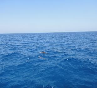 Delphinschwimmen mit Delfine & Meer Hurghada