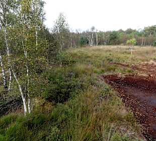 Blick über die Moorlandschaft