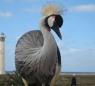Leuchtturm von Jandia