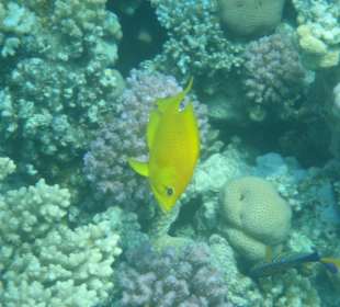 Hausriff am Makadi Palace / Makadi Spa Hotel